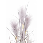 Elegancka Roślina Dekoracyjna | Trawy