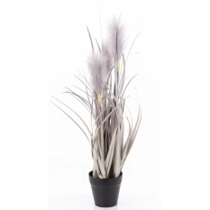 Elegancka Roślina Dekoracyjna | Trawy