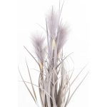Elegancka Roślina Dekoracyjna | Trawy