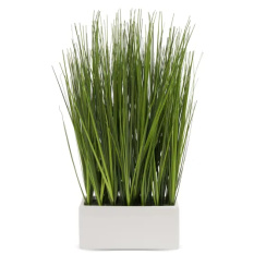 Elegancka Roślina Dekoracyjna-Prom | Trawy