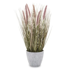 Elegancka Roślina Dekoracyjna-Prom | Trawy