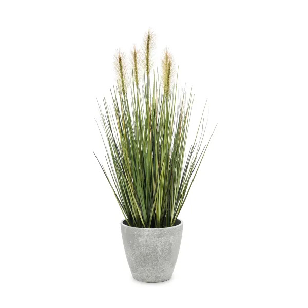 Elegancka Roślina Dekoracyjna-Prom | Trawy