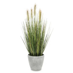 Elegancka Roślina Dekoracyjna-Prom | Trawy