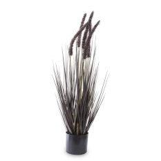 Elegancka Roślina Dekoracyjna-Prom | Trawy